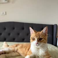 Photo of Mochi