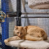 Photo of Simba (Bonded With Nala) 