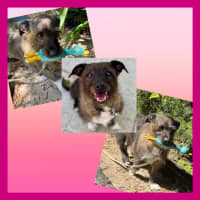 Photo of Beautiful Funny Beau 