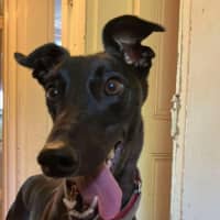 Photo of Bree, The Cat Friendly Greyhound