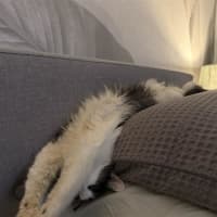 Photo of Asher