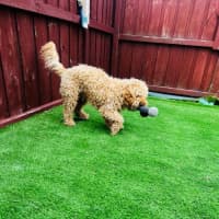 Photo of Cosmo Newhaven