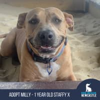 Photo of Milly   1 Year Old Staffy X