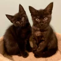 Photo of Rumor & Cider