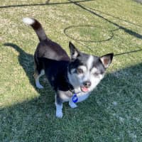 Photo of Jasper 😍 8yo, Chihuahua (On Trial 2/8/24)