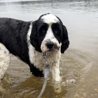 Photo of Pippa