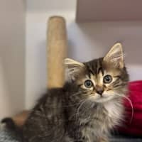 Photo of Cricket 