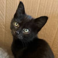 Photo of Opal & Sapphire