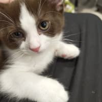 Photo of Pear