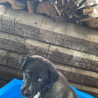 Photo of Monty   1 Year Old Husky X