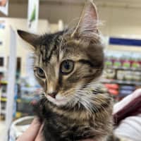 Photo of Fred *9 Lives Project Rescue*