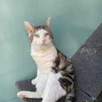 Photo of Benji