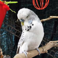 Photo of Bellflower