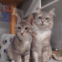 Photo of Velvet & Vo Vo