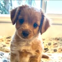 Photo of Ruby