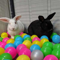 Photo of Coral (Bonded To Lavender)