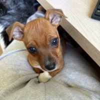 Photo of Bruno