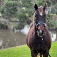 Photo of Harvey