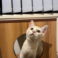 Photo of Benny & Goldie