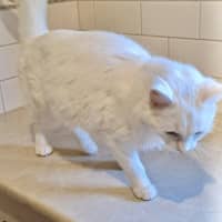 Photo of Topaz
