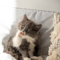 Photo of Bluey