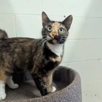 Photo of Mocha