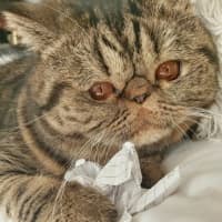 Photo of 🐾Cash🐾