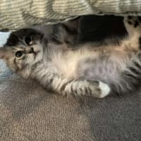 Photo of King Fluffernutter 