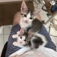 Photo of Dee Dee (D.D)