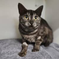 Photo of Zelda