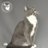 Photo of Millson