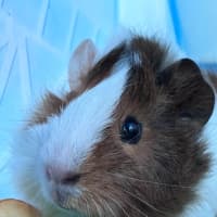 Photo of Colette / Belle