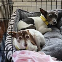 Photo of Roxie & Jessie   8 & 4 Yr Old Tenterfield Terriers