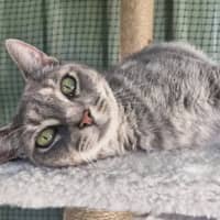 Photo of Sarabi