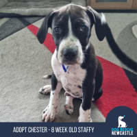 Photo of Chester   3 Month Old Staffy X (Trial)