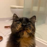 Photo of Phoebe