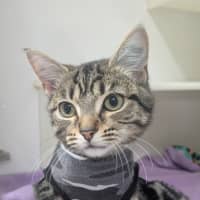 Photo of 🍇 Capulet 6549 🍇