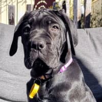 Photo of Shadow