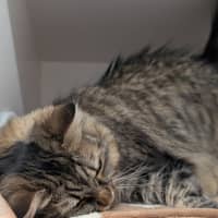 Photo of Plush