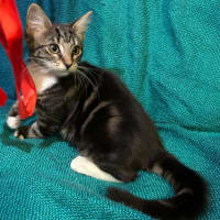 Photo of Marble & Pebbles 