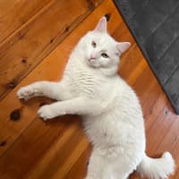 Photo of Mr Pickles