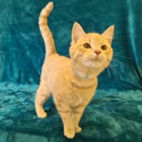 Photo of Dennis