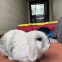 Photo of Dizzie