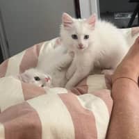 Photo of Muffin