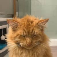 Photo of Teddy 🧡