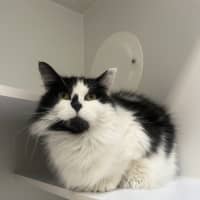 Photo of Violet 