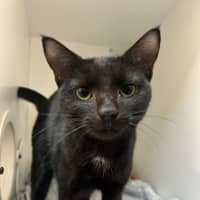 Photo of Snuggles