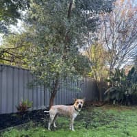 Photo of Bulla   10 Month Old Cattle Dog X Shar Pei