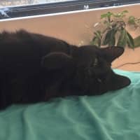 Photo of Sooty