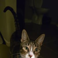 Photo of Artemis